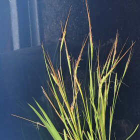Closer View Shows Young Straight Awns