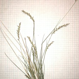 Thin Stems and Leaves
