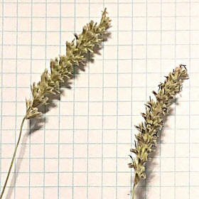 Close-up of Foxtail Seedheads