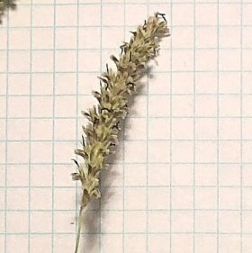 Close view of Foxtail Barley Seedheads