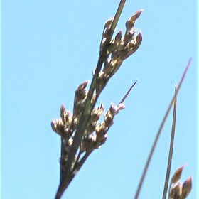 Close View of Seedhead