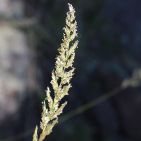 Closer View of the Seedhead