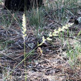 Two Panicles