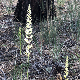 Close View of a Panicle