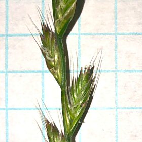 Spikelets Face Outward