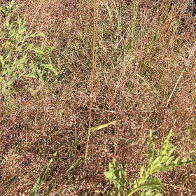 Close Field View