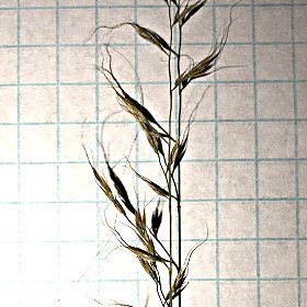 Seedhead Closer