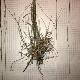 Roots