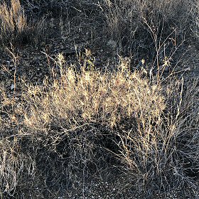 Another Bush Muhly