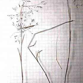 Roots and Leaves