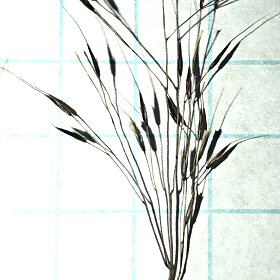 Sixteenth-inch Spikelets