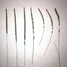 A Row of Seedheads Showing the Interruption