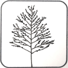 Large Round Seeds
