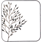 Seeds are Tiny Spearheads
