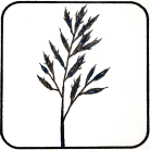 Upright Branches