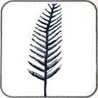 Wheat-like Spike