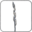 Unawned Spike-like