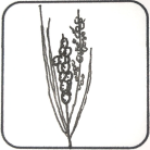 Goatgrass Spike