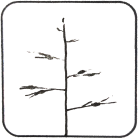 Stiff Branches