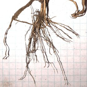 Close View of Spikelets