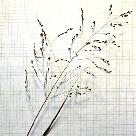 Switchgrass