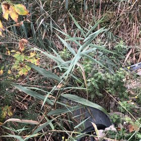 Common Reed Leaves