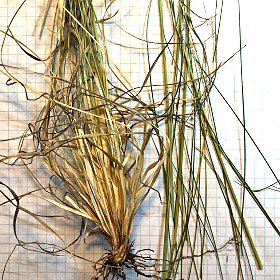 Messy Base of Plant