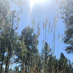 Field View of Muttongrass