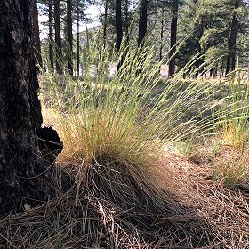 Poa fendleriana is Fan-shaped