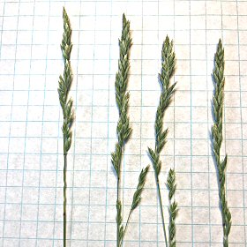 Condensed Panicles