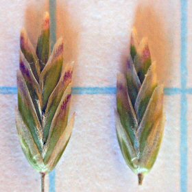 Spikelet Close View