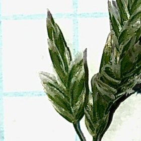 Close View of Wheeler's Bluegrass