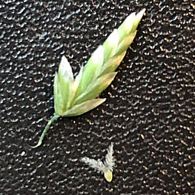 Wheeler's Bluegrass Spikelet and Seed
