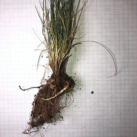 Roots of Wheeler's Bluegrass