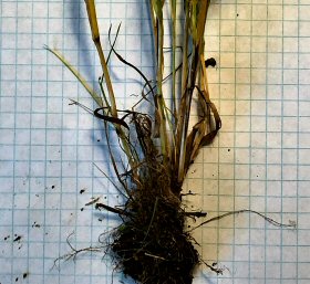 Rabbitsfoot Roots