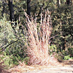 Field View of Schizachyrium scoparium or Little Bluestem