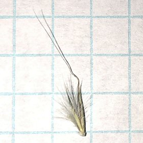 Closer View of Seedheads