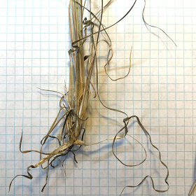 Roots of Little Bluestem