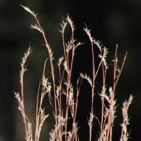 Closer View
