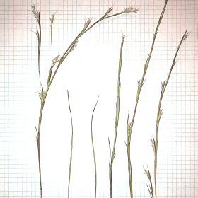 Closer View of <em>Schizachyrium scoparium</em>