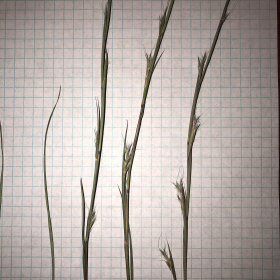 Spikelets Emerging along Branches