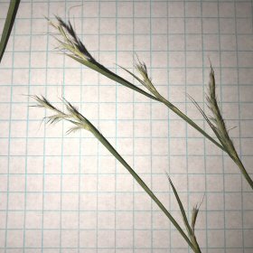 Closer View of the Seedheads