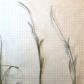 Closer View of Seedheads