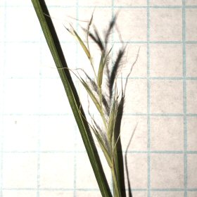 One Branch of Little Bluestem