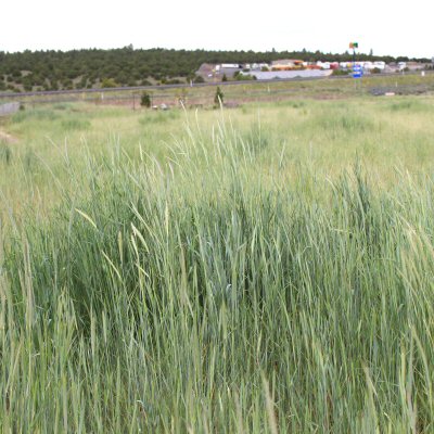 Field view of Secale cereale or Rye