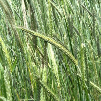 Rye Spike