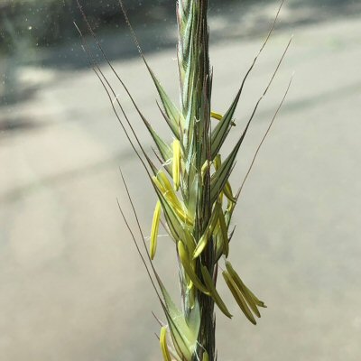 Another Inflorescence