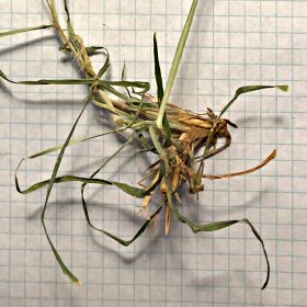 Close View of Spikelets