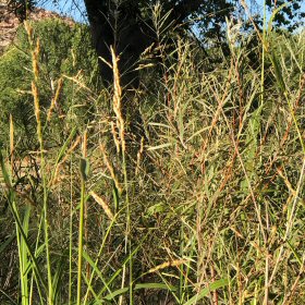Dry Inflorescences