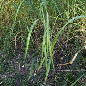 Sorghum halepense is Tall